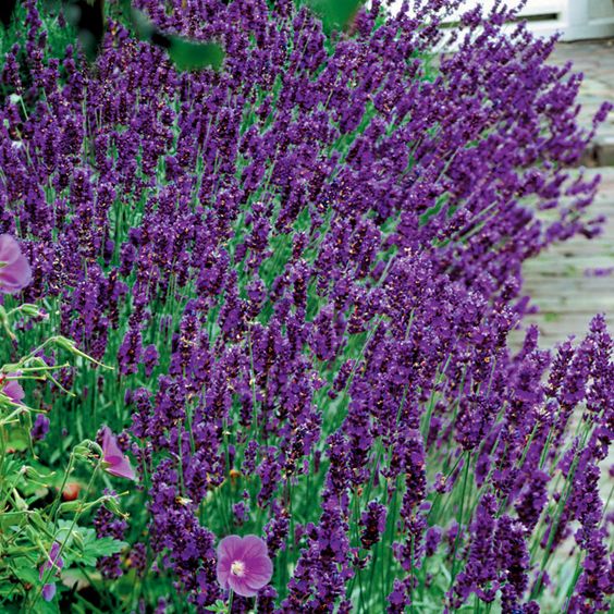 Lavender Seeds - Hidcote