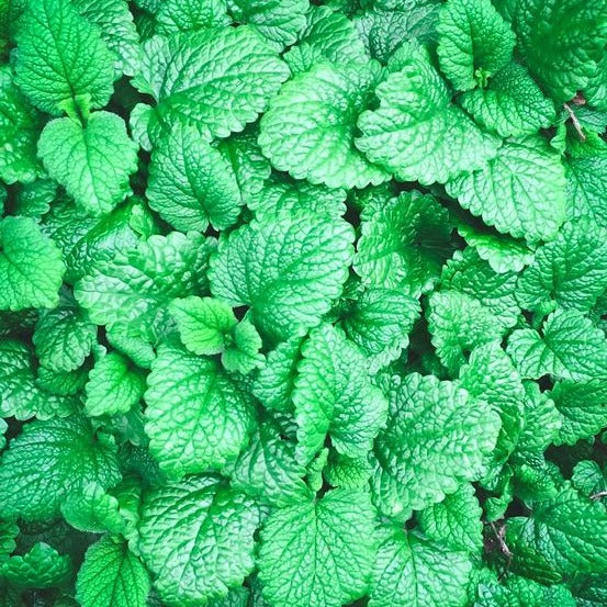 Peppermint Seeds