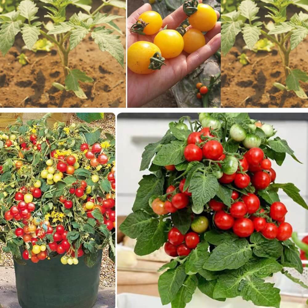 Dwarf Tomatoes Seeds