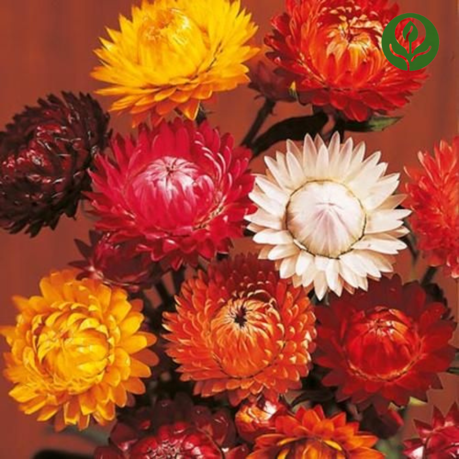 Strawflower Seeds (Mix)