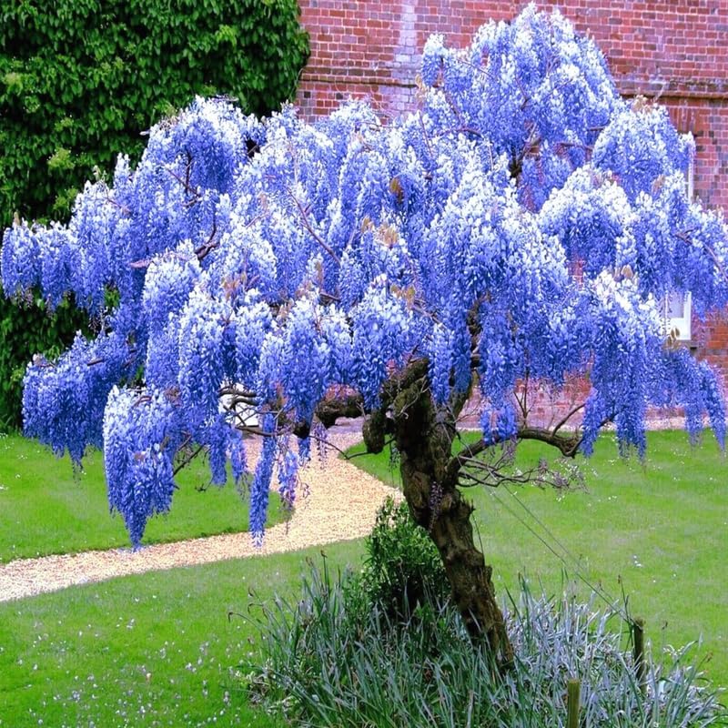 Lavish Blue Wisteria Seeds • gardenbreezy