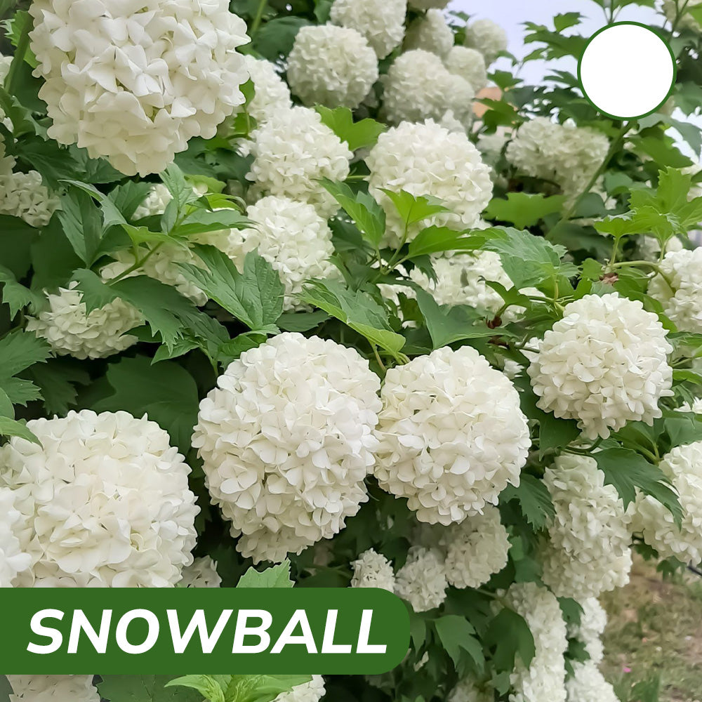Royal Hydrangea Seeds | gardenbreezy