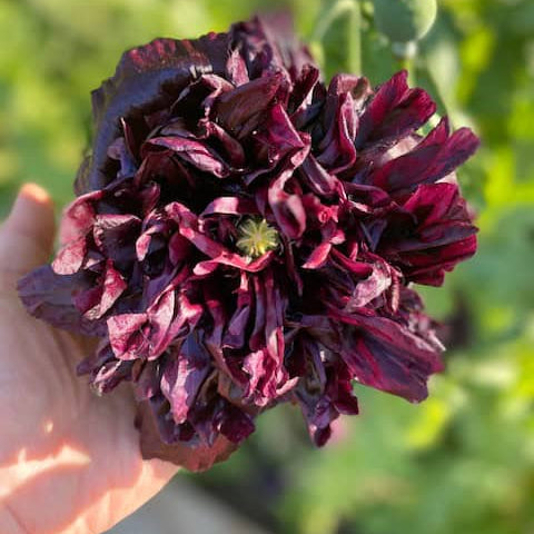 Heirloom Peony Flower Seeds