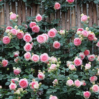Rosa y Blanco
