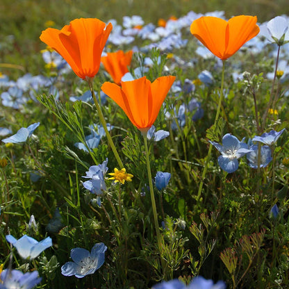 Baby Blue Eyes Seeds