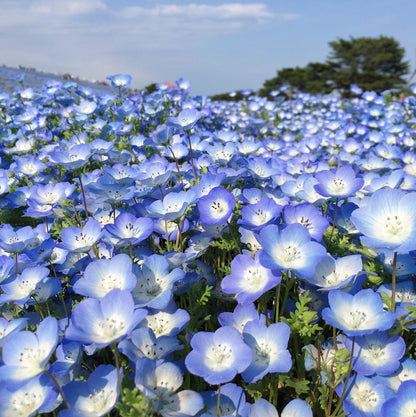 Baby Blue Eyes Seeds