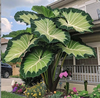 Green White Giant