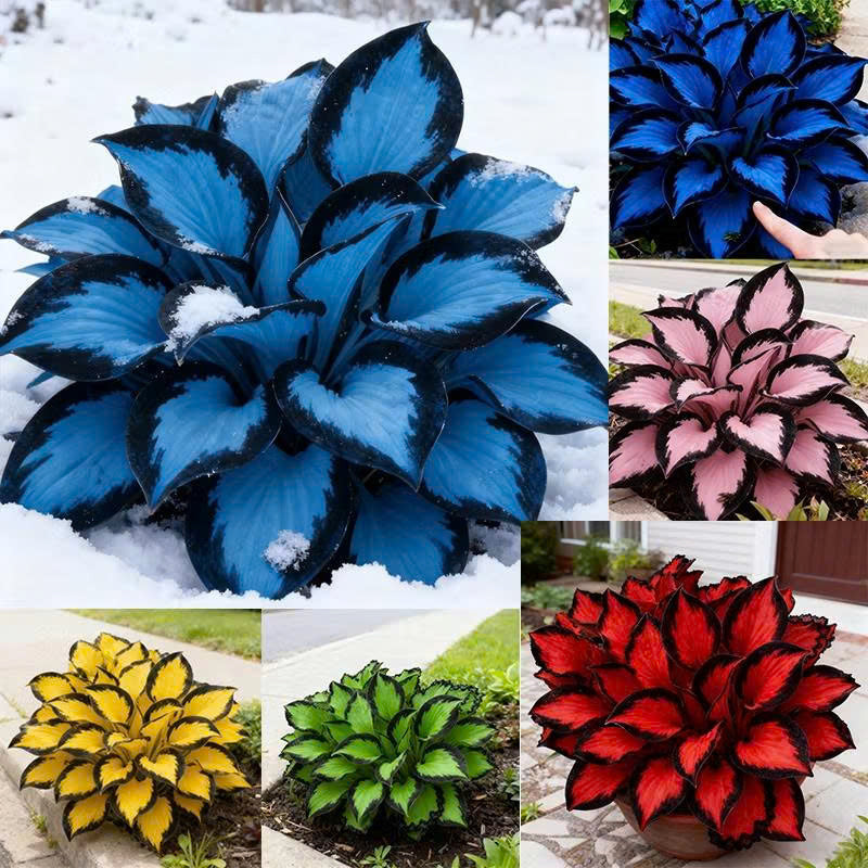 Hosta Plantaginea Bonsai Seed