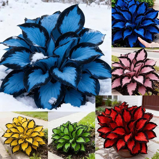 Hosta Plantaginea Bonsai Seed