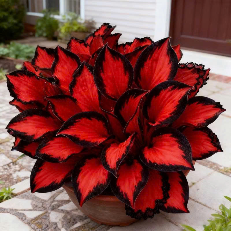 Hosta Plantaginea Bonsai Seed