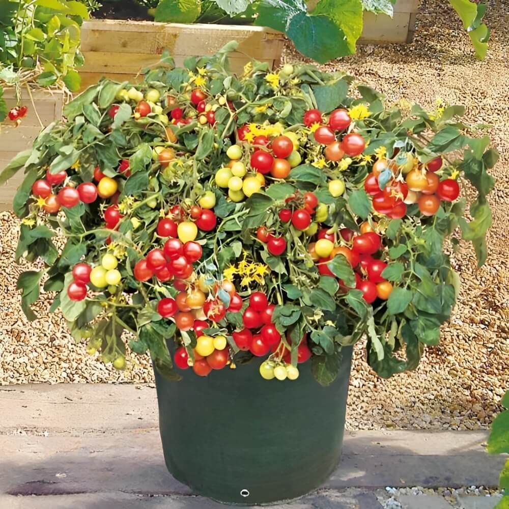 Dwarf Tomatoes Seeds