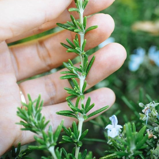 Rosemary Seeds