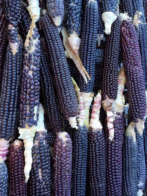 Corn Seeds (Organic) - Black Hopi