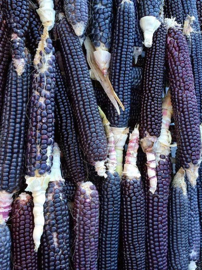 Corn Seeds (Organic) - Black Hopi