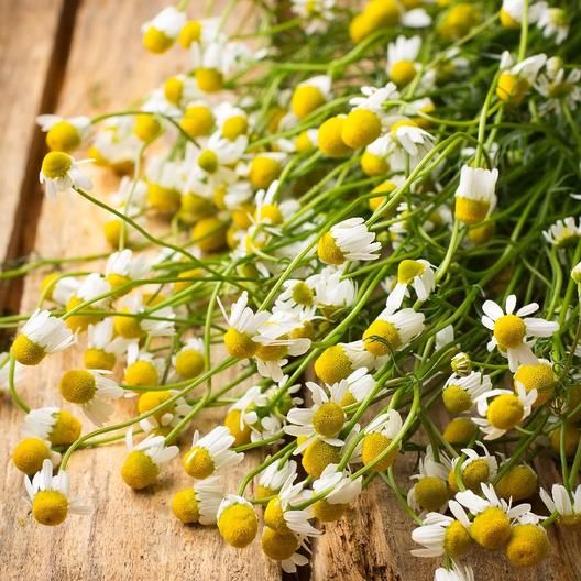 German Chamomile Seeds