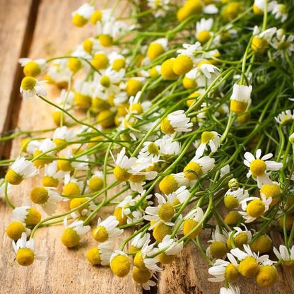 German Chamomile Seeds
