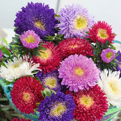 Callistephus (Mixed) - Chinese Aster Seeds