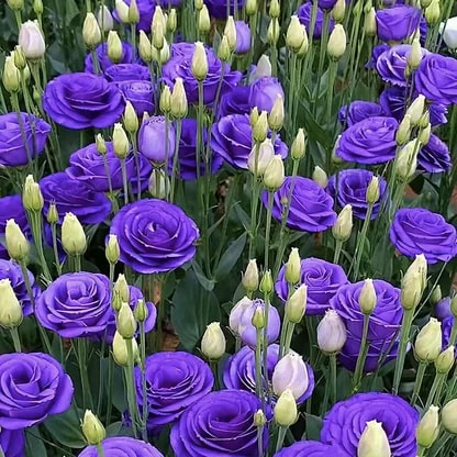 Thornless Rose Seeds • gardenbreezy (500 Seeds | Fog Blue & Pink Mix)