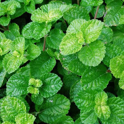 Peppermint Seeds