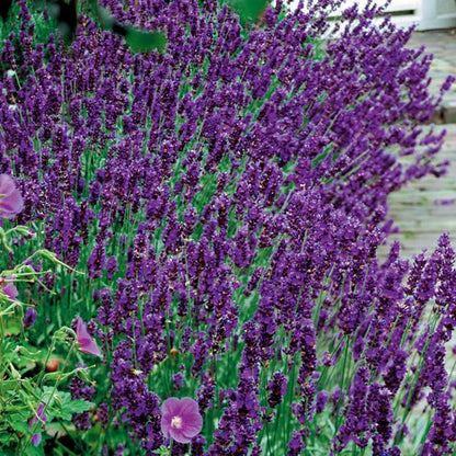 Lavender Seeds - Hidcote