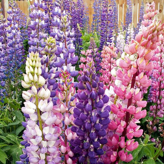 Lupine Flower Seeds (Mixed Color)