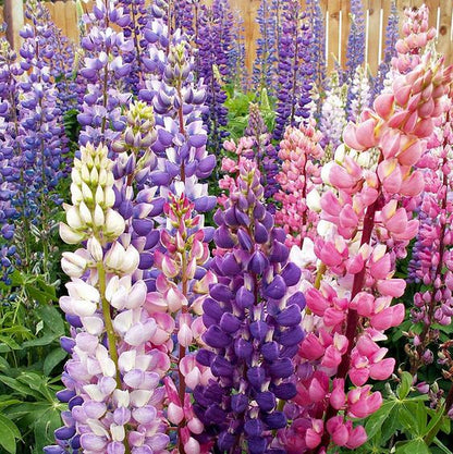 Lupine Flower Seeds (Mixed Color)