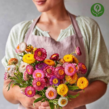 Strawflower Seeds (Mix)