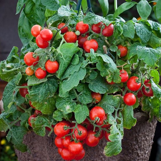 Dwarf Tomatoes Seeds