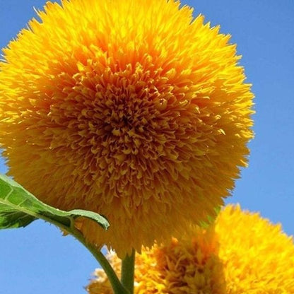 Teddy Bear Sunflower Seeds • gardenbreezy