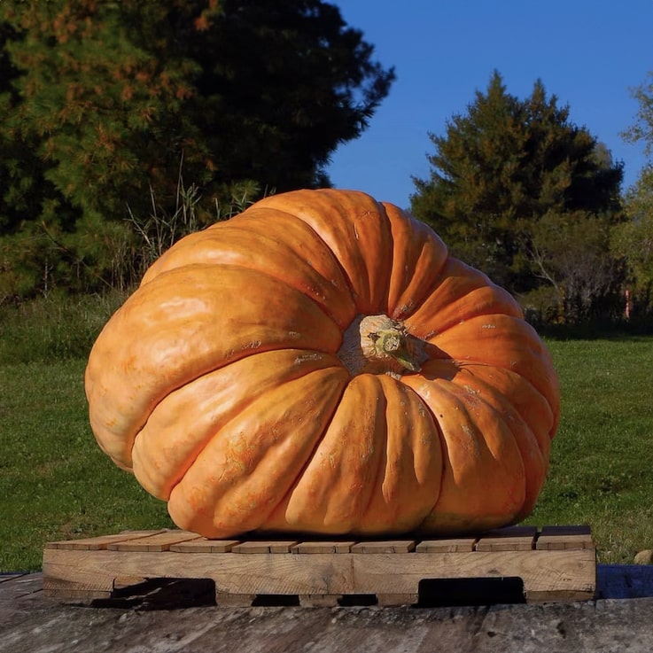 Super Giant Pumpkin
