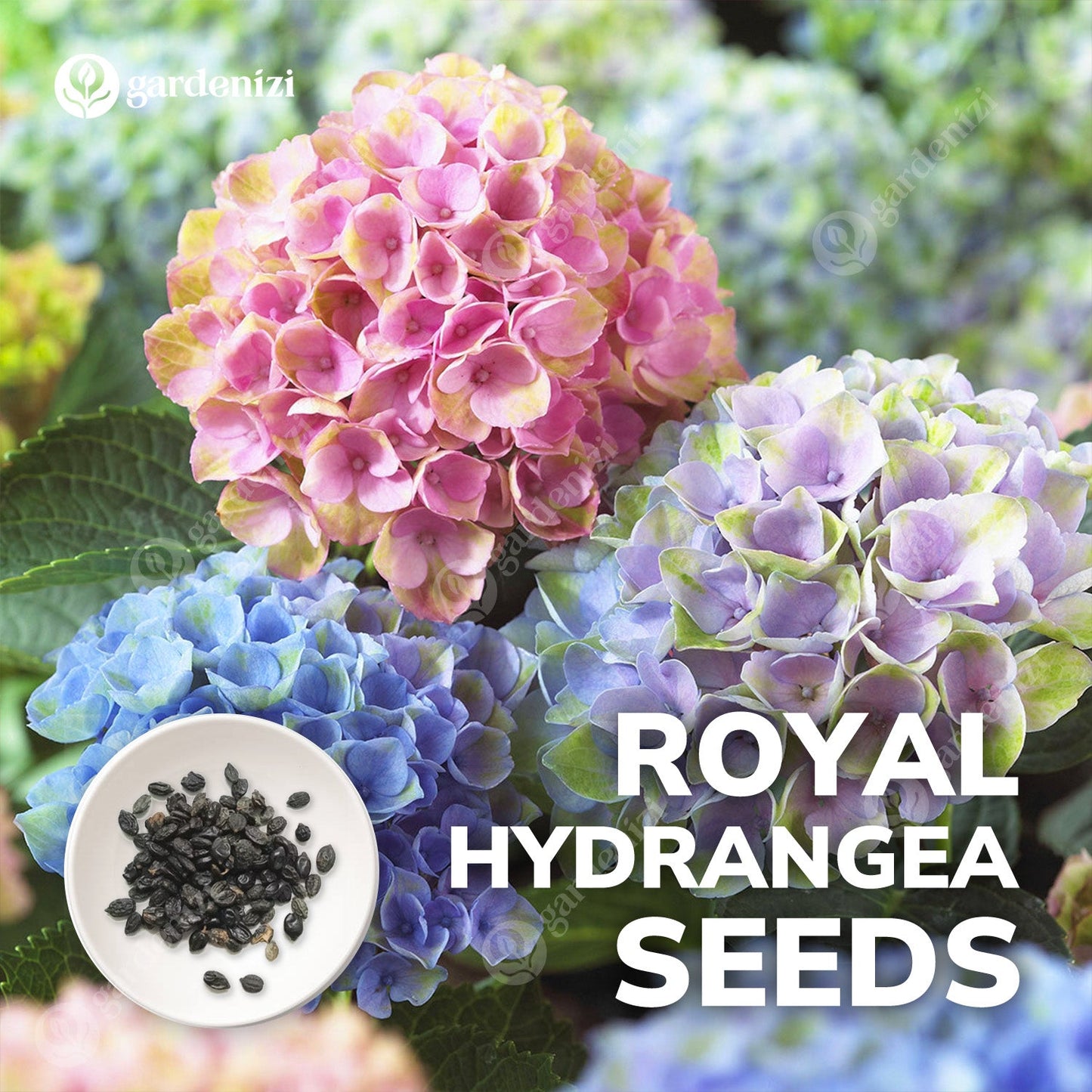 Royal Hydrangea Seeds | gardenbreezy