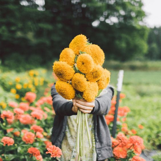 Teddy Bear Sunflower Seeds • gardenbreezy