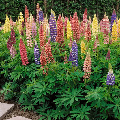 Lupine Flower Seeds (Mixed Color)