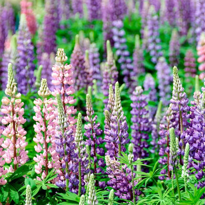 Lupine Flower Seeds (Mixed Color)