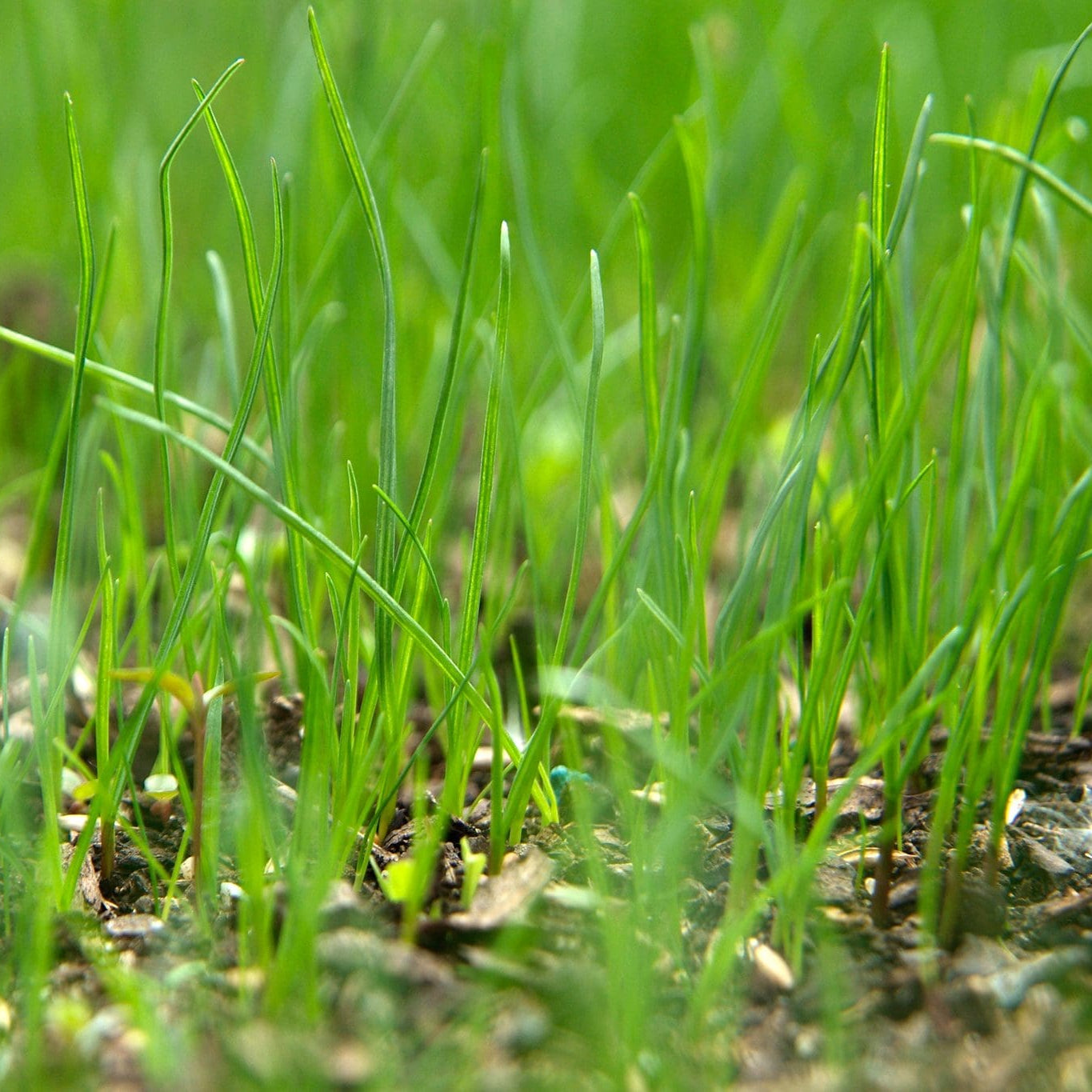 Royal Grass Seeds • gardenbreezy
