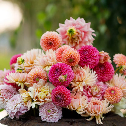 Mixed Dahlia Seeds