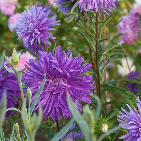 Callistephus (Mixed) - Chinese Aster Seeds