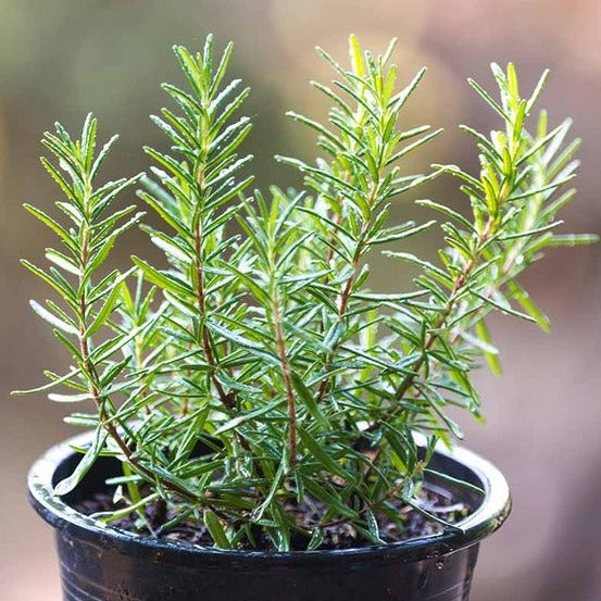 Rosemary Seeds