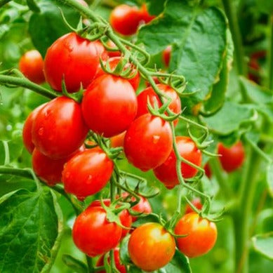 Dwarf Tomatoes Seeds