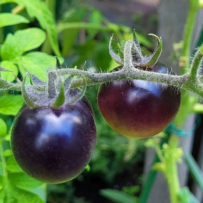 Black Pearl Tomato Seeds