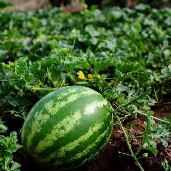 Lazy Watermelon Seeds
