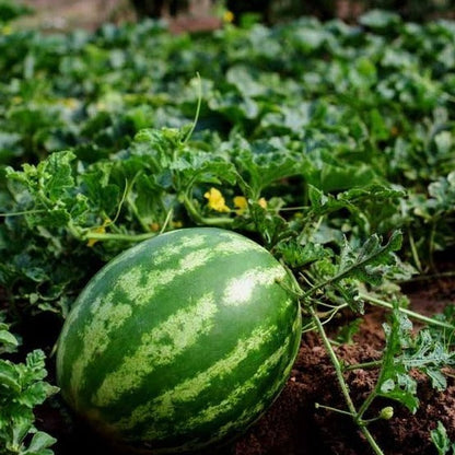 Lazy Watermelon Seeds