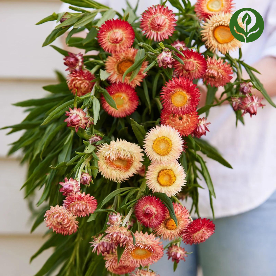 Strawflower Seeds (Mix)