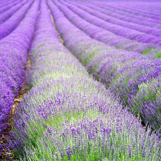 Lavender Seeds - Hidcote
