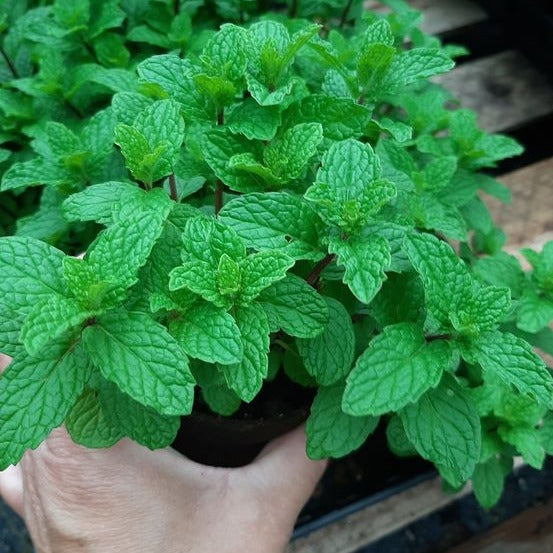 Peppermint Seeds