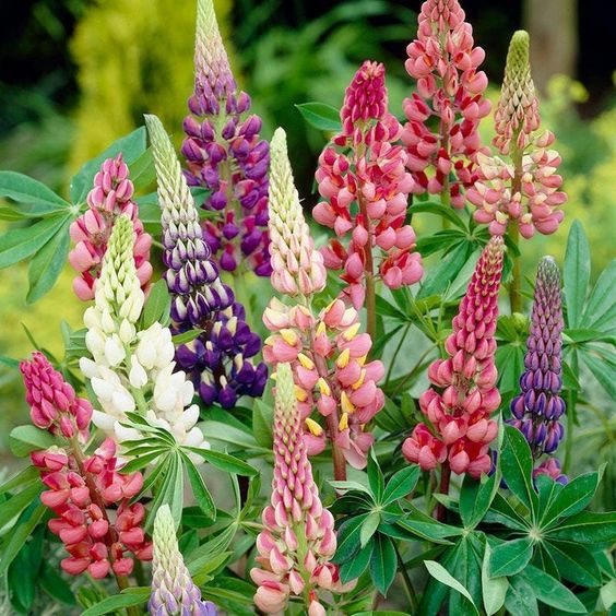 Lupine Flower Seeds (Mixed Color)