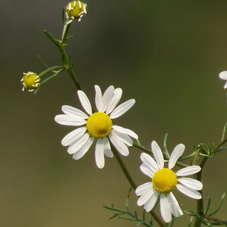 German Chamomile Seeds
