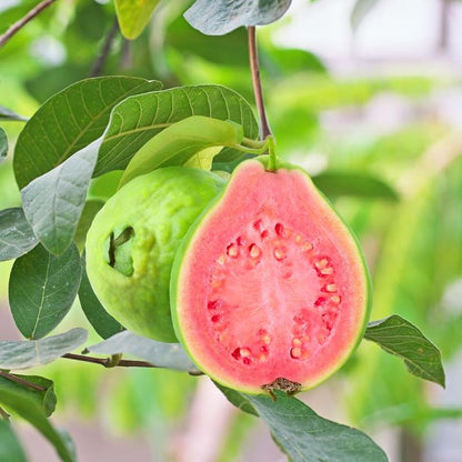Pink Guava Seeds • gardenbreezy