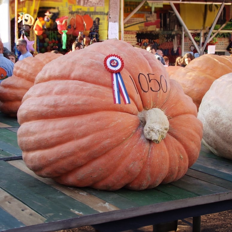 Super Giant Pumpkin