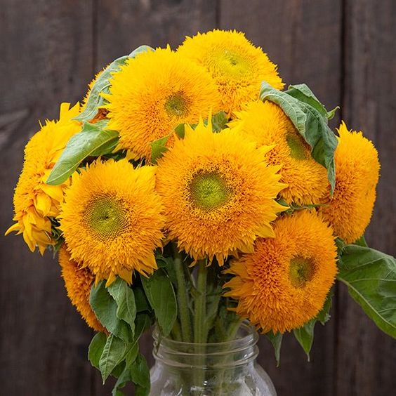 Teddy Bear Sunflower Seeds • gardenbreezy
